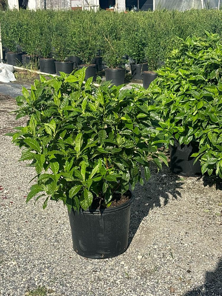 psychotria-nervosa-wild-coffee