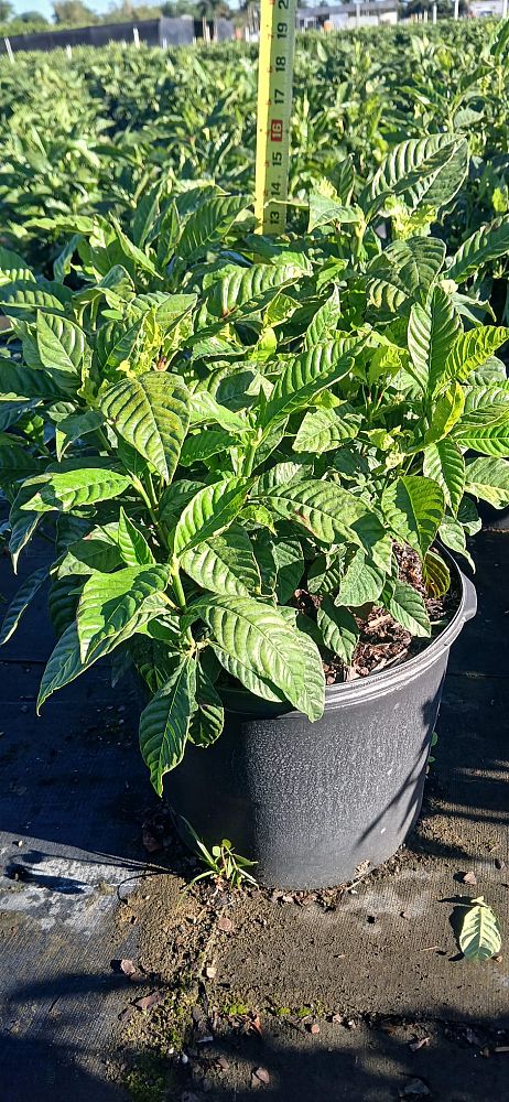psychotria-nervosa-wild-coffee