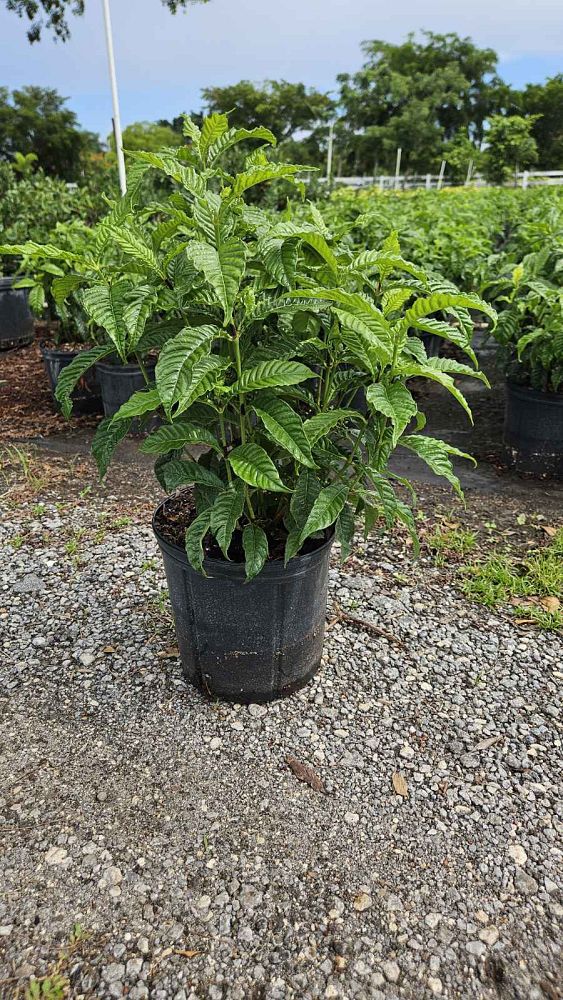 psychotria-nervosa-wild-coffee