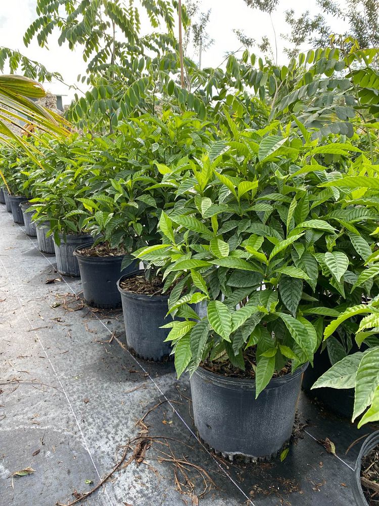 psychotria-nervosa-wild-coffee