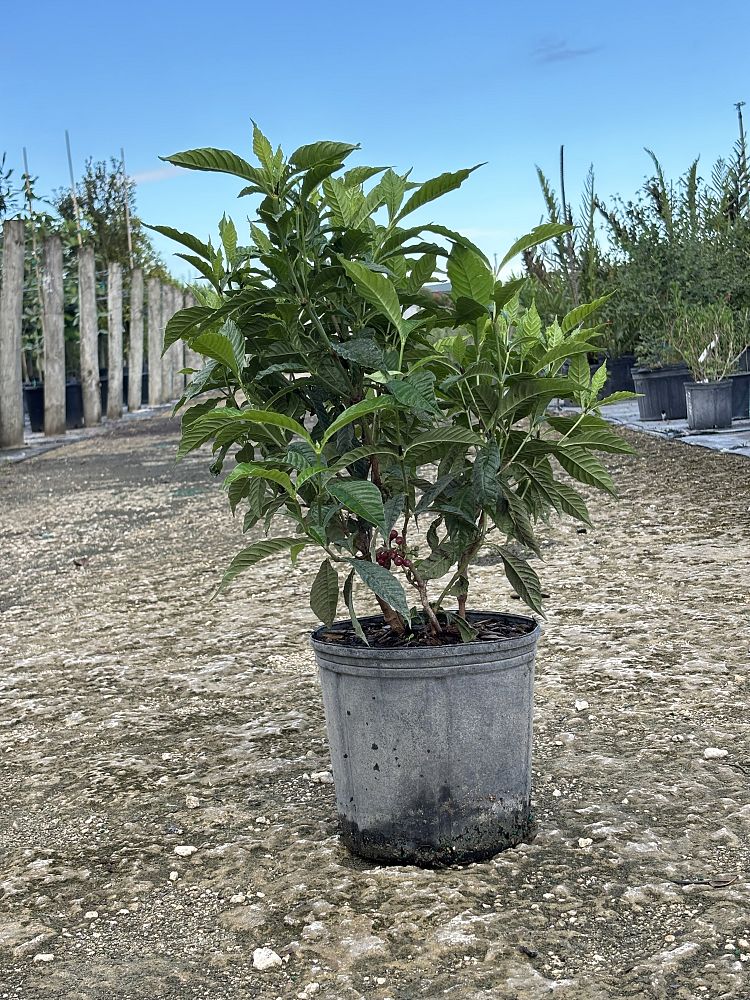 psychotria-nervosa-wild-coffee