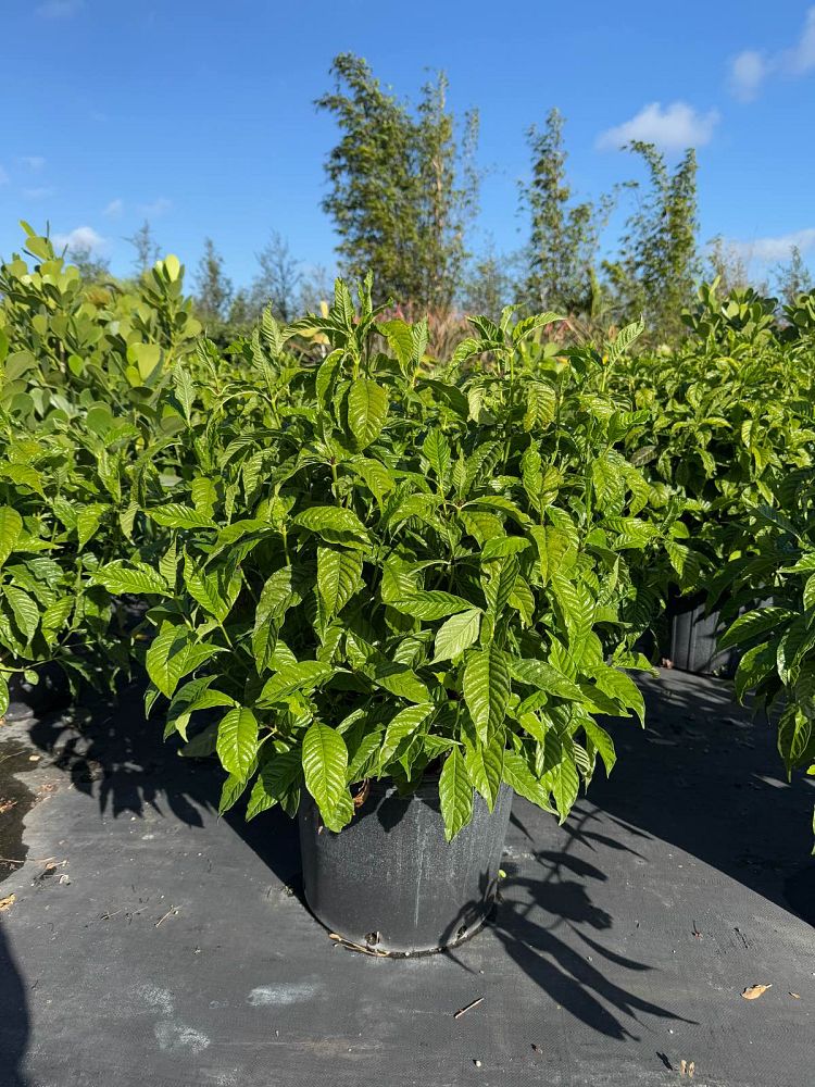 psychotria-nervosa-wild-coffee