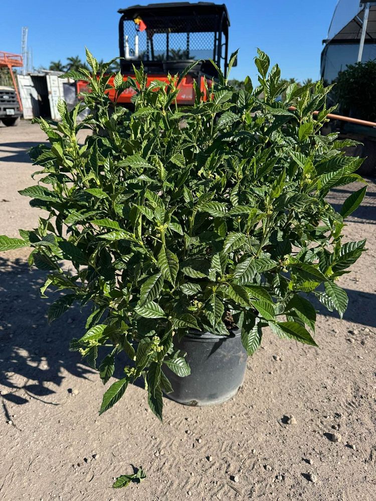 psychotria-nervosa-wild-coffee