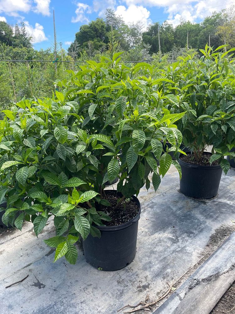 psychotria-nervosa-wild-coffee