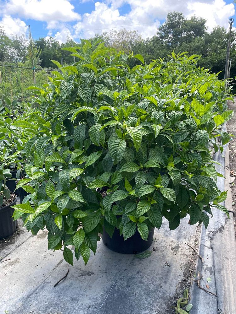 psychotria-nervosa-wild-coffee
