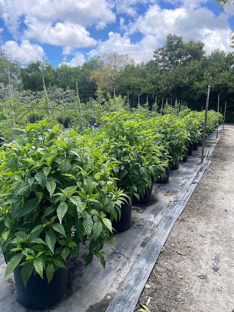 psychotria-nervosa-wild-coffee