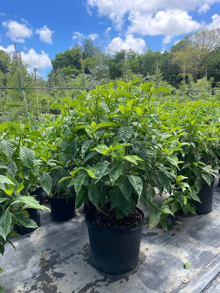 psychotria-nervosa-wild-coffee
