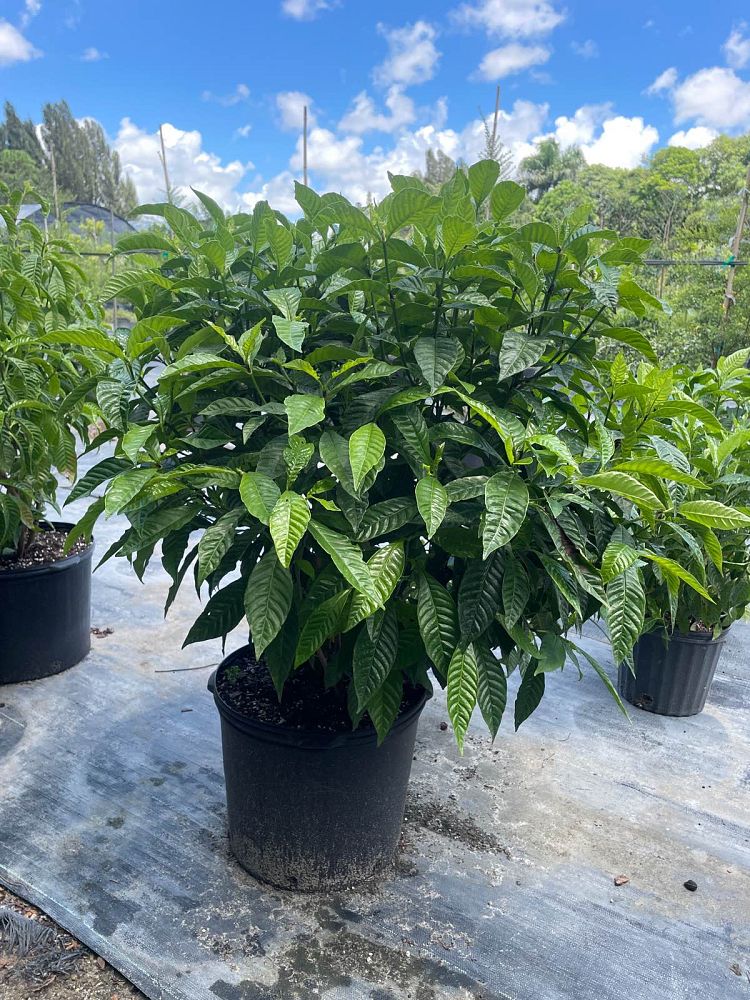 psychotria-nervosa-wild-coffee