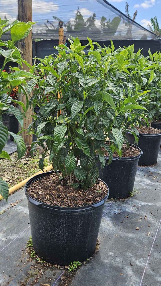 psychotria-nervosa-wild-coffee