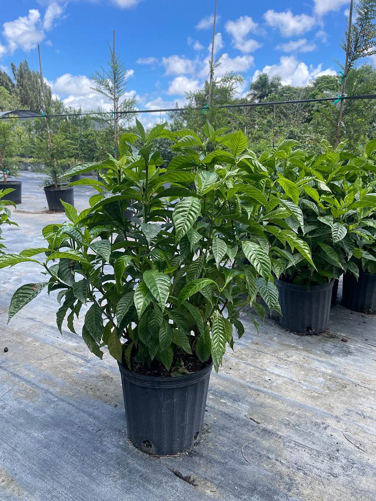psychotria-nervosa-wild-coffee