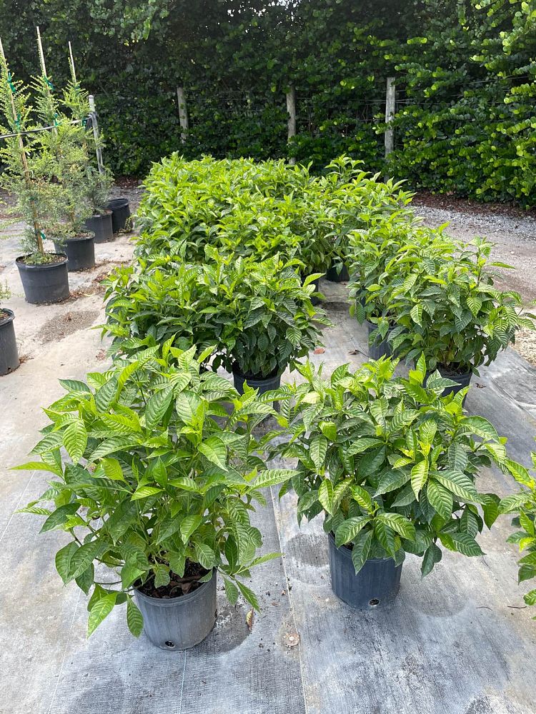 psychotria-nervosa-wild-coffee