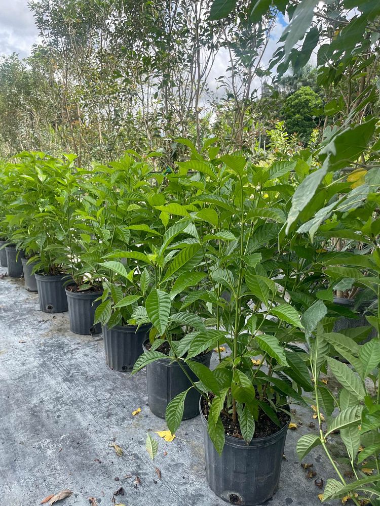 psychotria-nervosa-wild-coffee