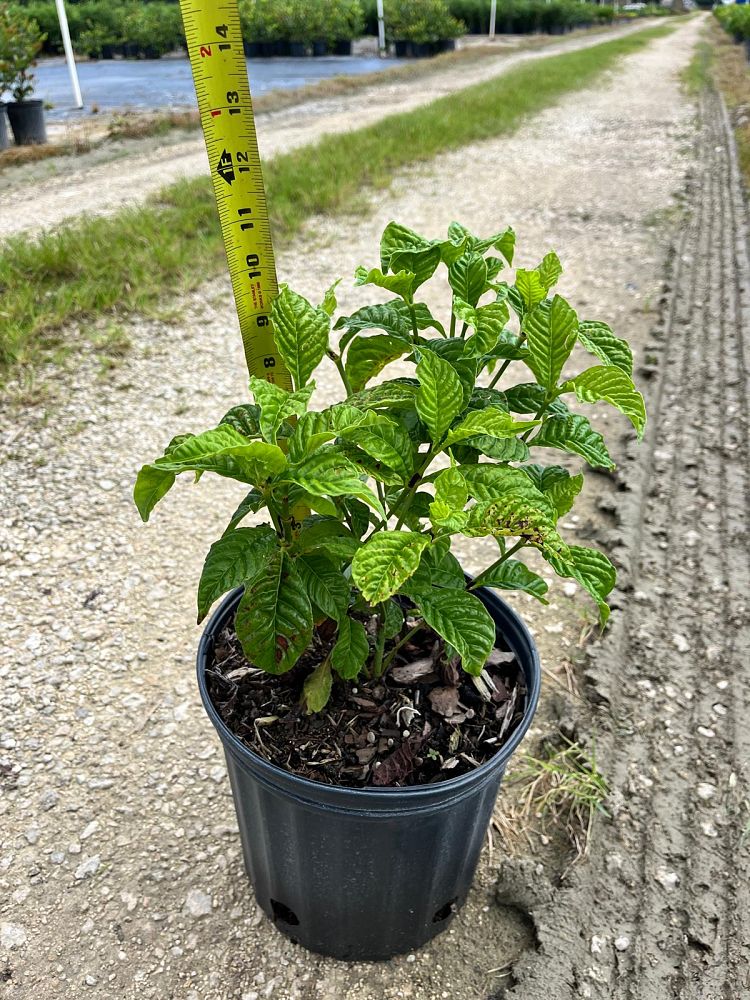 psychotria-nervosa-wild-coffee
