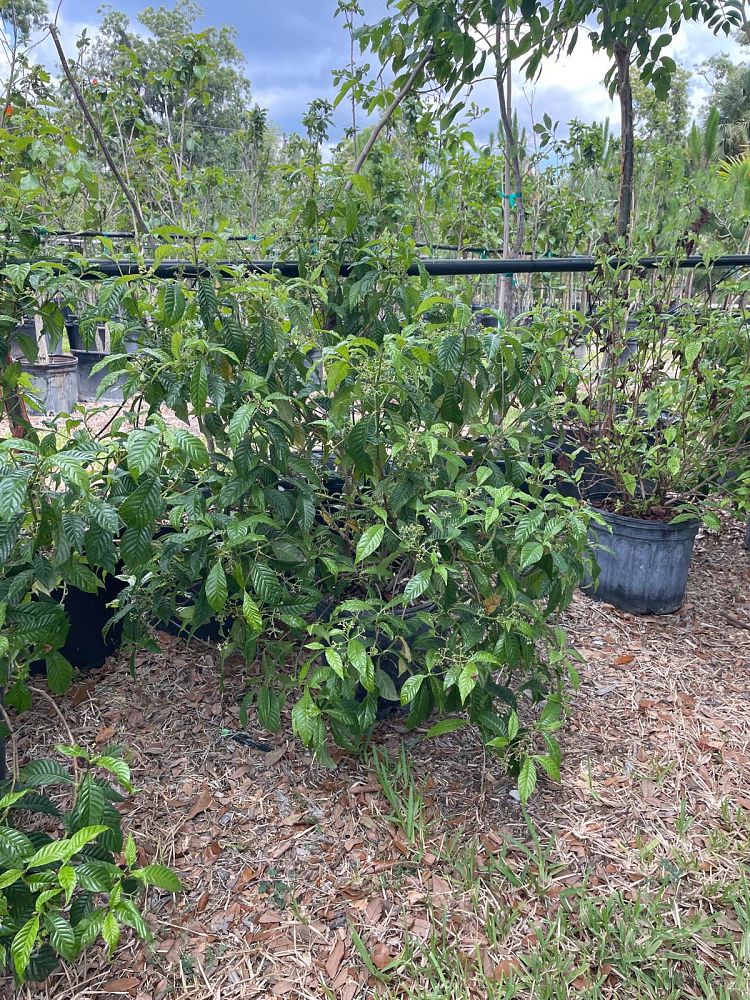 psychotria-nervosa-wild-coffee