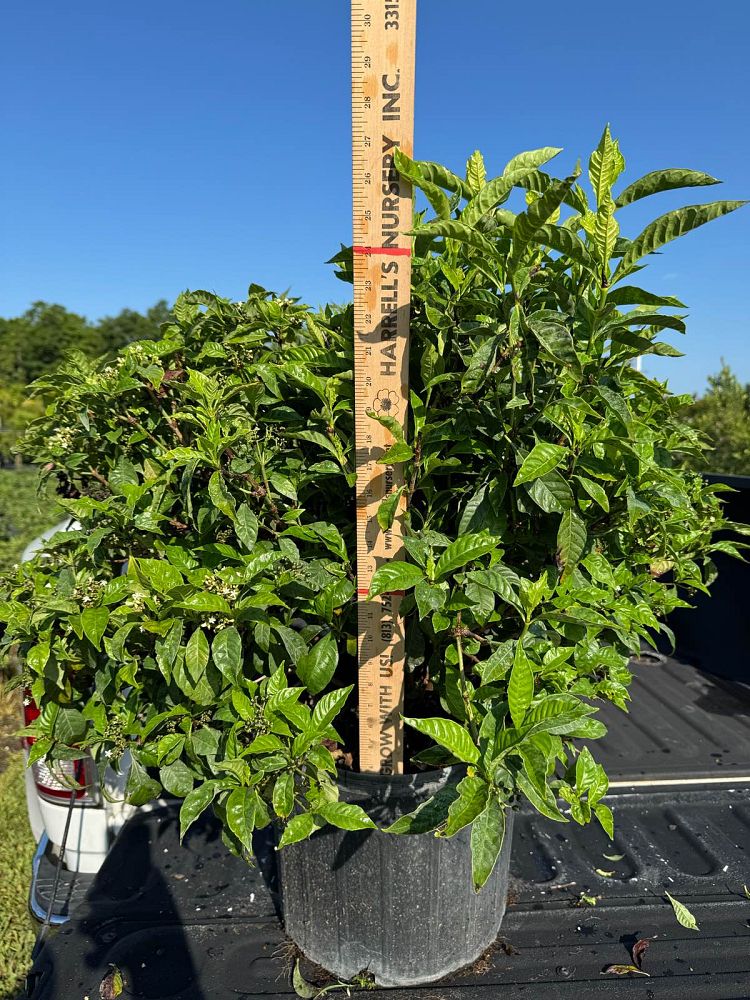 psychotria-nervosa-wild-coffee