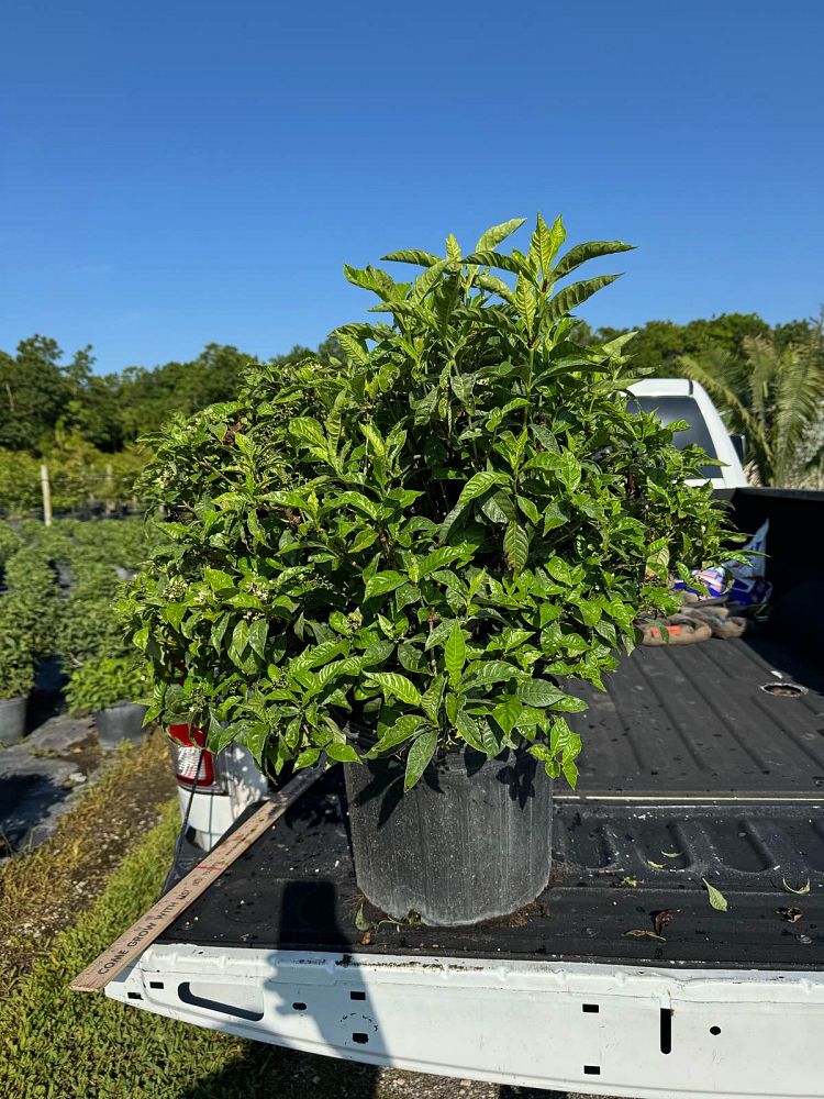 psychotria-nervosa-wild-coffee
