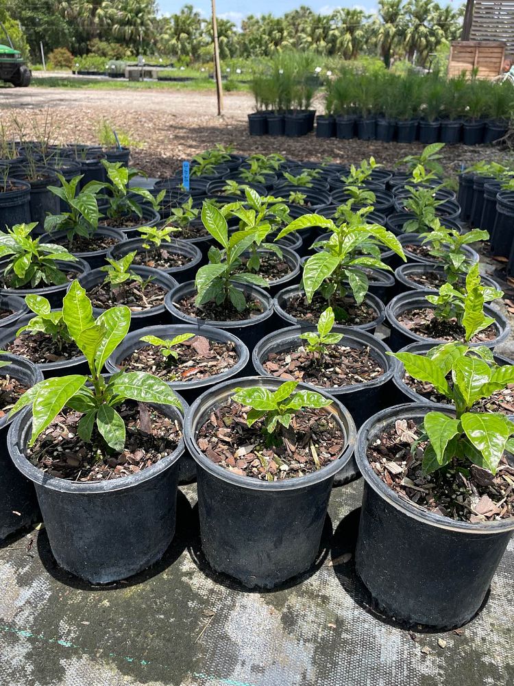 psychotria-nervosa-wild-coffee