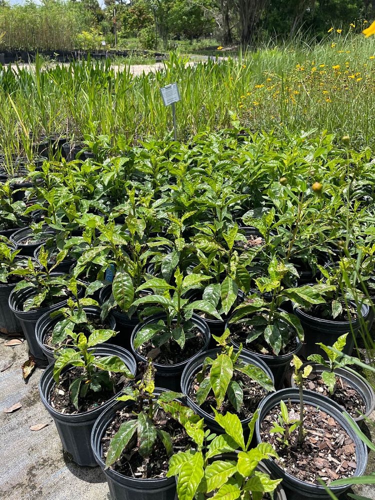 psychotria-nervosa-wild-coffee