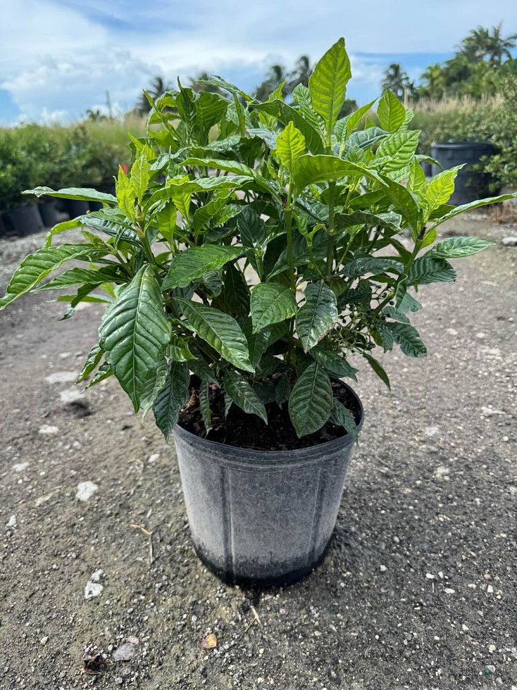 psychotria-nervosa-wild-coffee