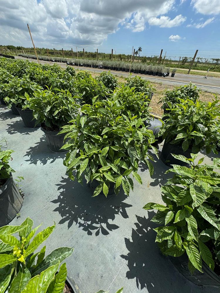psychotria-nervosa-wild-coffee
