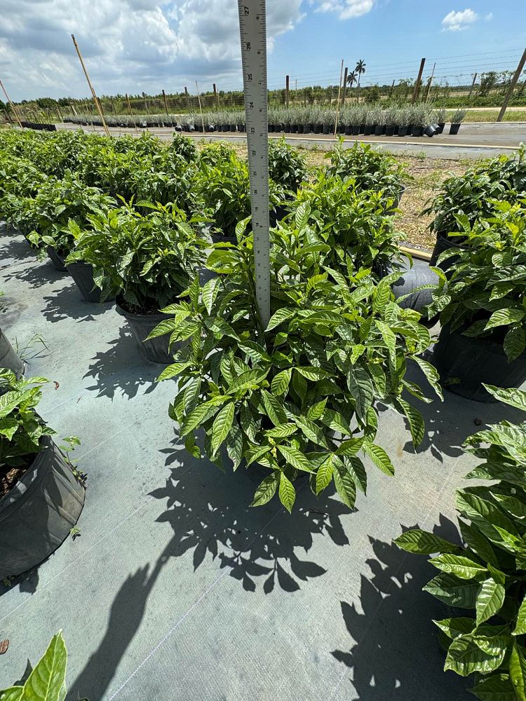 psychotria-nervosa-wild-coffee