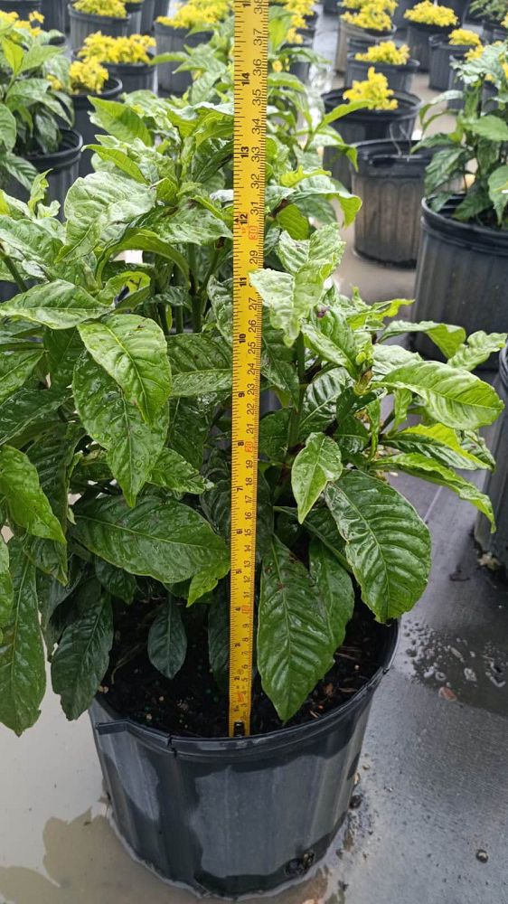 psychotria-nervosa-wild-coffee