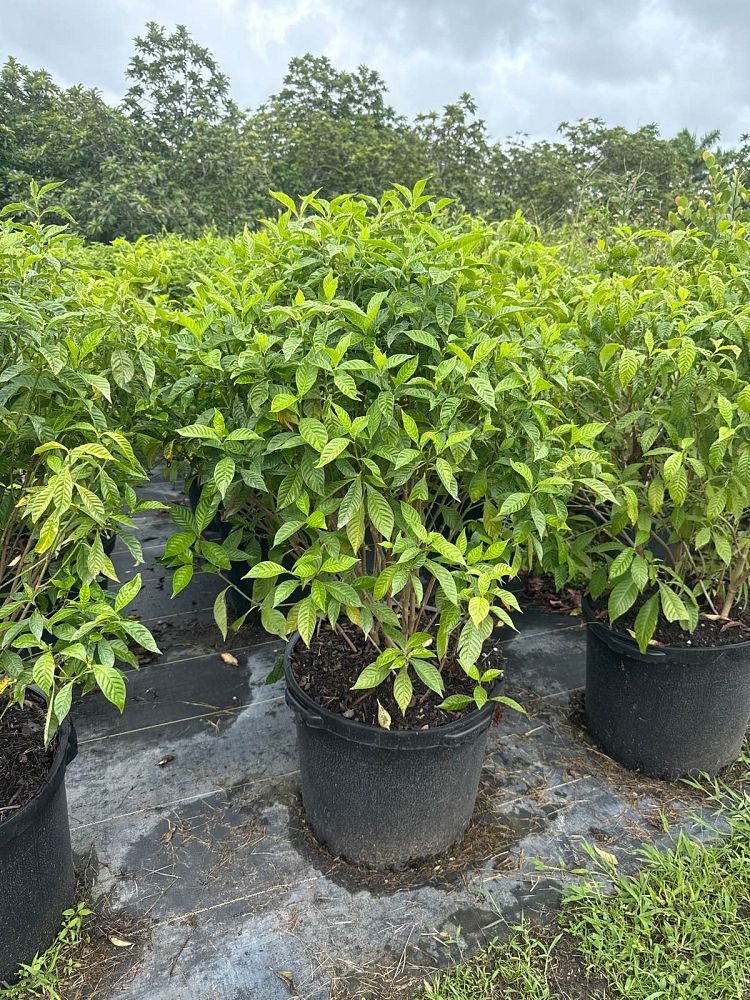 psychotria-nervosa-wild-coffee