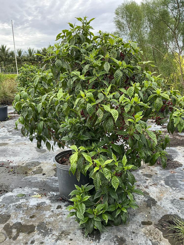 psychotria-nervosa-wild-coffee