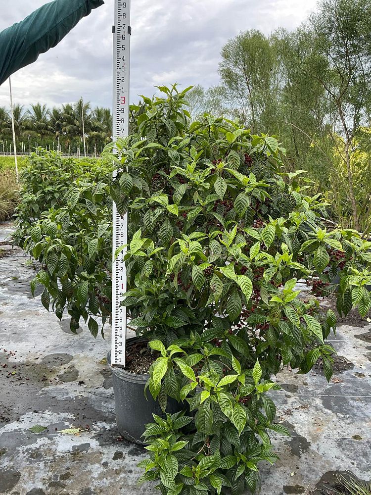 psychotria-nervosa-wild-coffee
