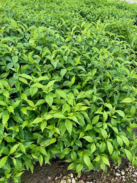 psychotria-nervosa-wild-coffee