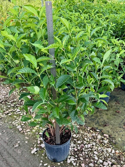 psychotria-nervosa-wild-coffee