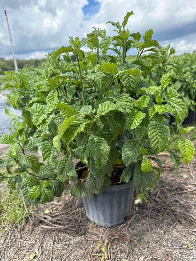 psychotria-nervosa-wild-coffee