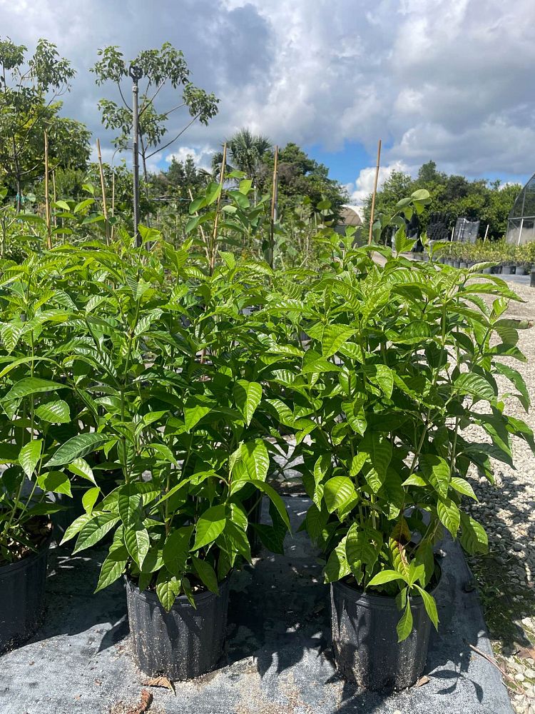psychotria-nervosa-wild-coffee