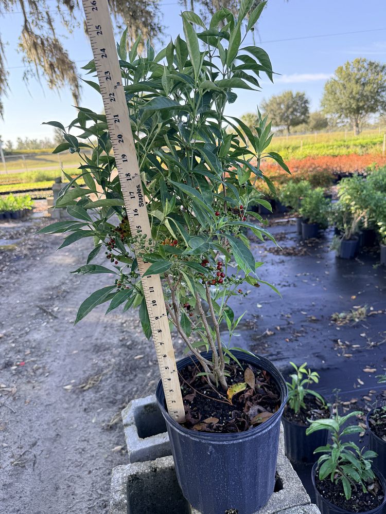 psychotria-nervosa-wild-coffee