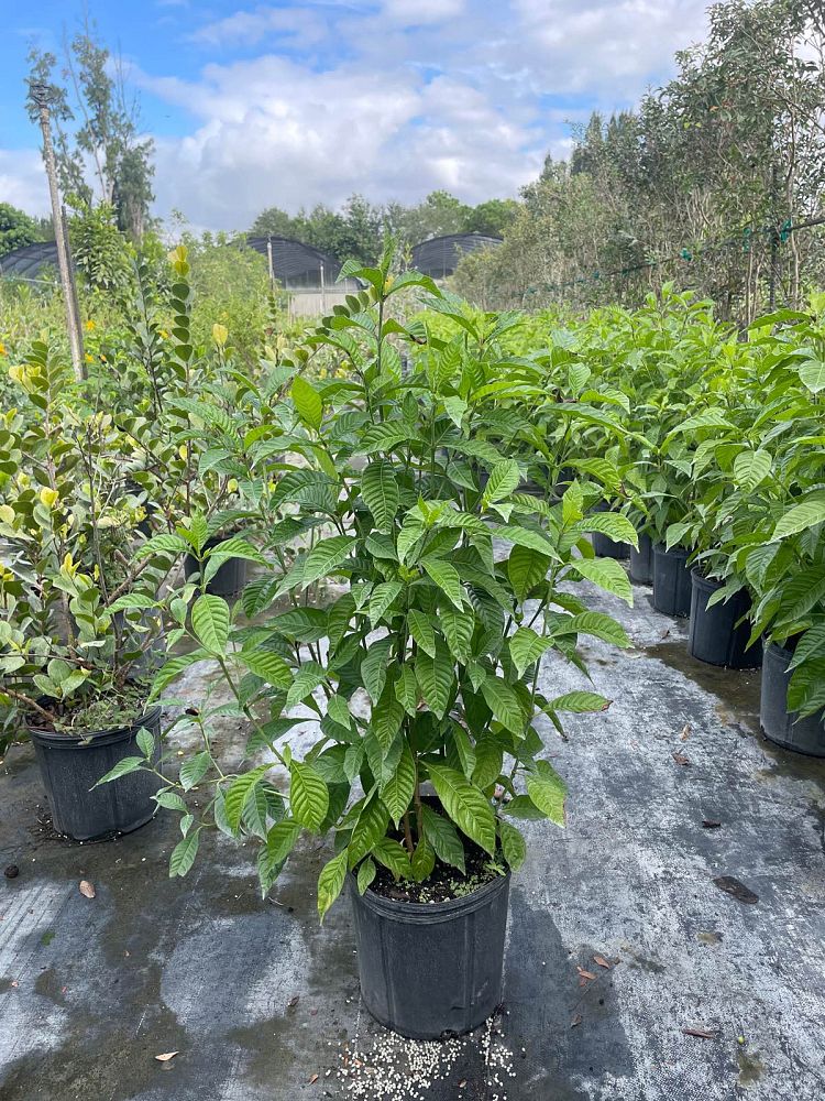 psychotria-nervosa-wild-coffee