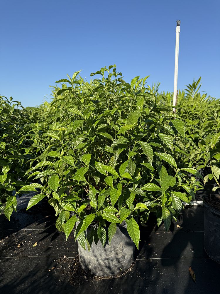 psychotria-nervosa-wild-coffee