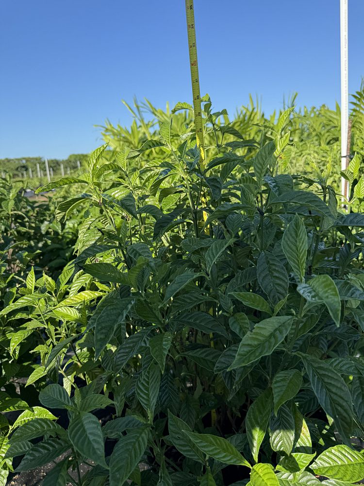 psychotria-nervosa-wild-coffee