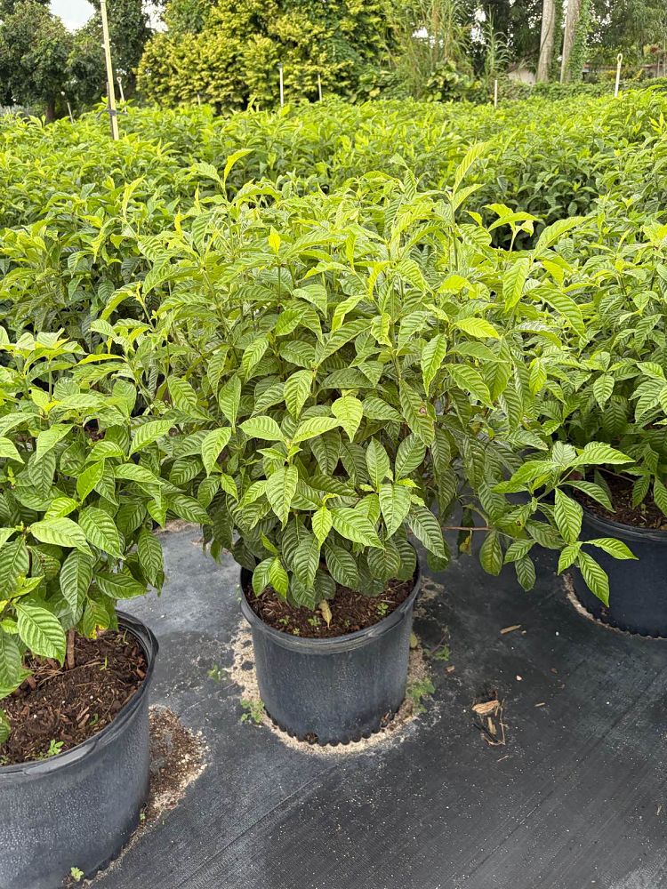 psychotria-nervosa-wild-coffee