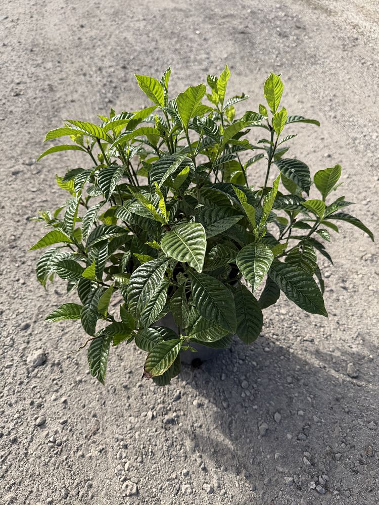 psychotria-nervosa-wild-coffee