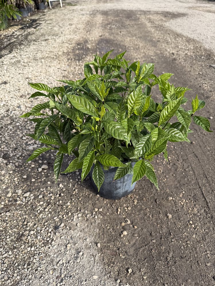 psychotria-nervosa-wild-coffee