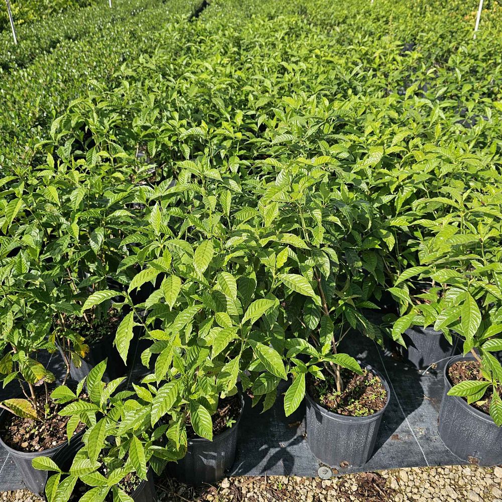 psychotria-nervosa-wild-coffee