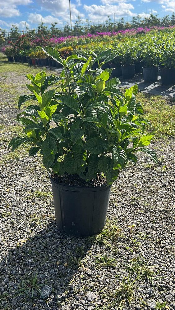 psychotria-rufipes-white-wild-coffee