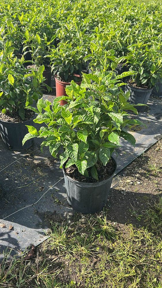 psychotria-rufipes-white-wild-coffee