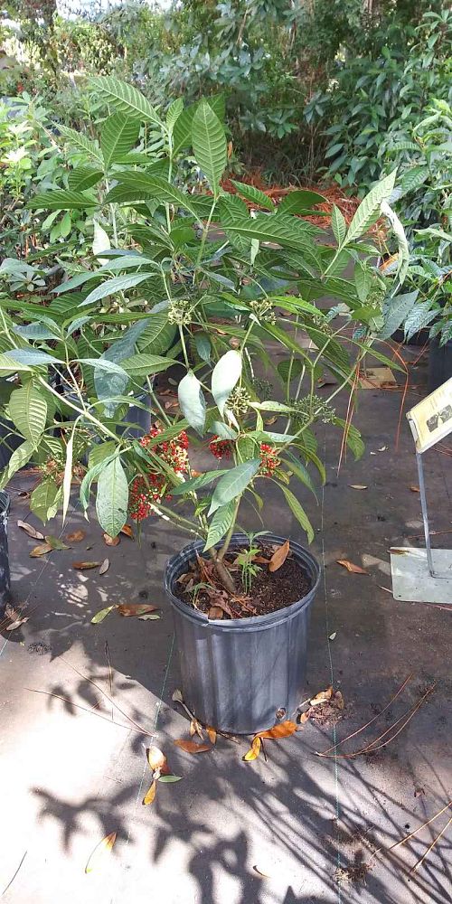 psychotria-sulzneri-soft-leaf-wild-coffee