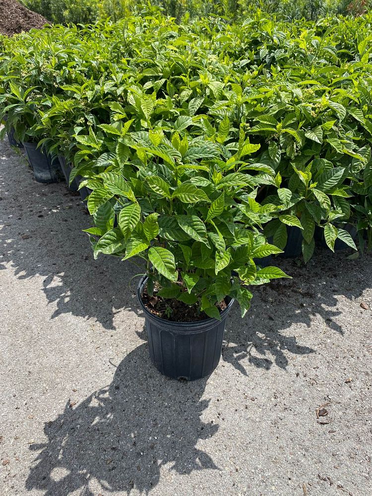 psychotria-wild-coffee