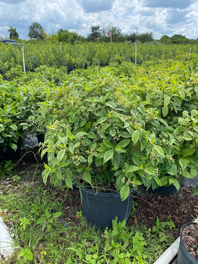 psychotria-wild-coffee