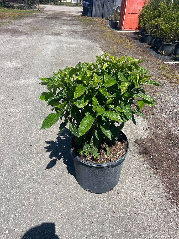 psychotria-wild-coffee