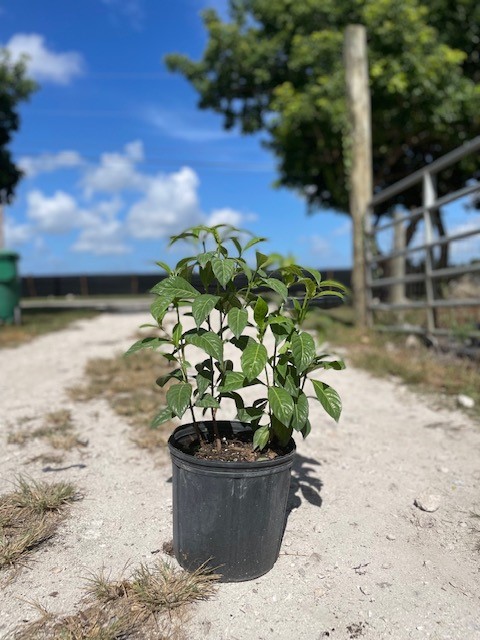 psychotria-wild-coffee