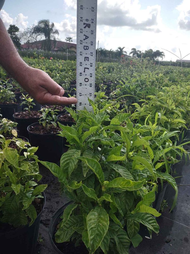 psychotria-wild-coffee