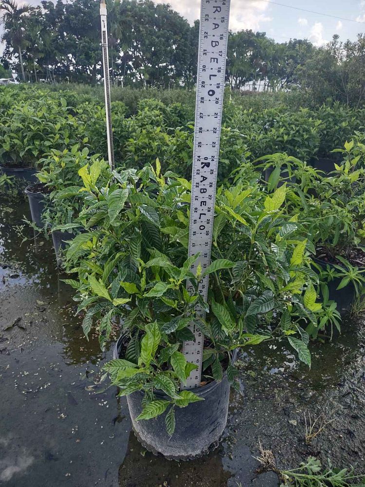 psychotria-wild-coffee